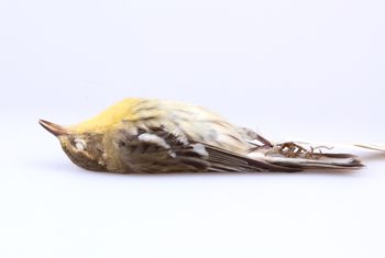 Media type: image;   Ornithology 165361 Description: Dendroica fusca;  Aspect: lateral